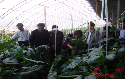 朔州科協(xié)請來專家現(xiàn)場指導(dǎo)科技服務(wù)(圖)_市直動態(tài)_朔州頻道_山西新聞網(wǎng) - 主流媒體 山西門戶