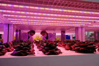 浙江吳興運(yùn)用高技術(shù)手段打造農(nóng)業(yè)&ldquo;夢(mèng)工廠&rdquo;