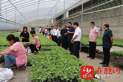 創(chuàng)新農(nóng)業(yè)科技服務(wù) 助力沂蒙鄉(xiāng)村振興 市農(nóng)科院 學(xué)悟見(jiàn)創(chuàng) 暨科技示范基地現(xiàn)場(chǎng)觀摩會(huì)活動(dòng)舉行