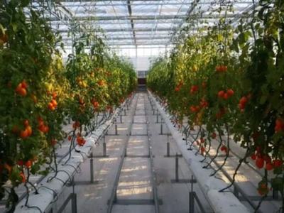 三農日報|政策:新增高效育種重點實驗室;高光譜技術:或將破解農產品采摘保鮮難題;知識!克隆農場是個啥;極飛科技:發力直營服務體系