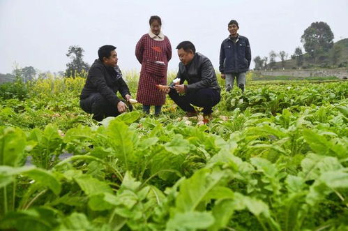 重慶農科院 2023年科技成果發(fā)布會 見證農業(yè)科技 重慶制造 發(fā)展成就