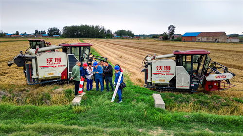 國網滁州供電公司 奮戰 三夏 保障定遠138萬畝小麥顆粒歸倉