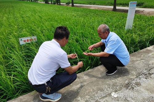 北大荒 進(jìn)駐 廣東第一田 在臺山打造現(xiàn)代農(nóng)業(yè)示范基地