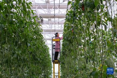 追著雪花看新疆丨新疆昌吉:走進"未來農業"